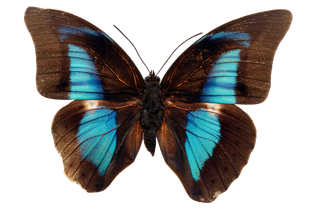 蝴蝶 彩蝶 花蝴蝶 动物 昆虫 免抠 (4)