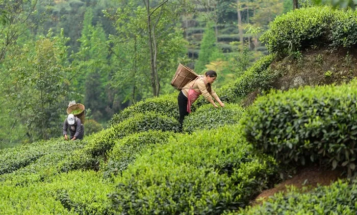 农村绿色茶园