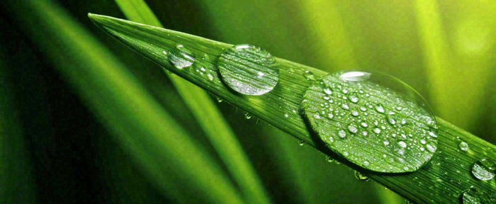 夏天绿叶露水露珠萌芽清新，雨水白露谷雨摄影图(1712x704)