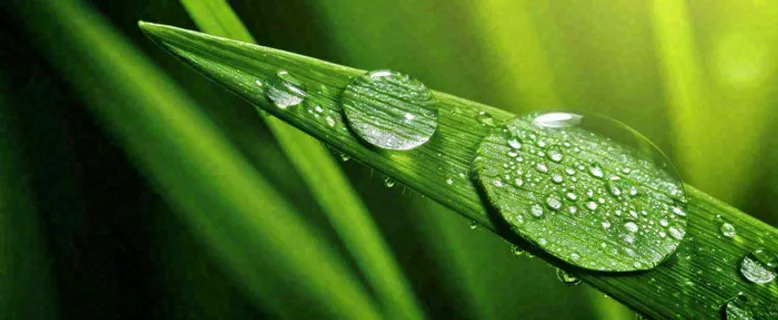 夏天绿叶露水露珠萌芽清新，雨水白露谷雨摄影图