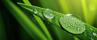 夏天绿叶露水露珠萌芽清新，雨水白露谷雨摄影图