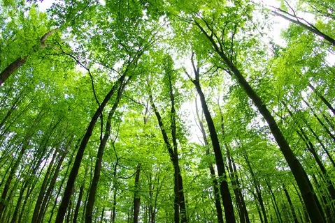 美丽的春天树林风景高清摄影素材图片