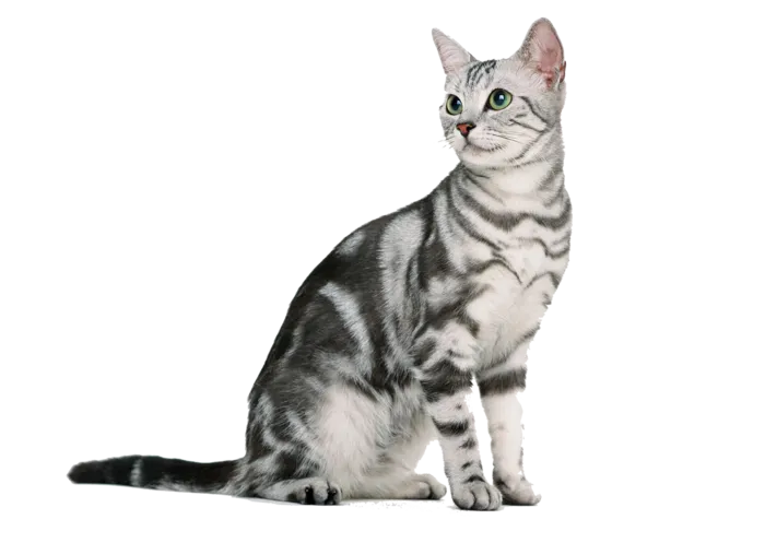 布偶猫动物
