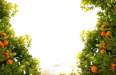 树木树枝树叶免扣素材