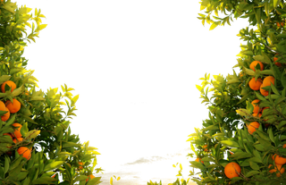 树木树枝树叶免扣素材