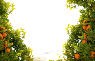 树木树枝树叶免扣素材