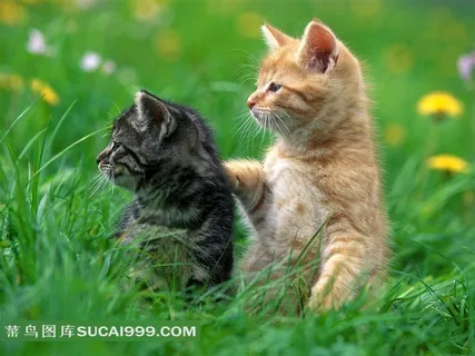 草地上的两只可爱小猫 草地上的两只可爱小猫