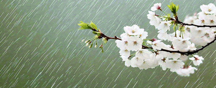 春天下雨花朵谷雨，惊蛰，雨水摄影图(1712x704)