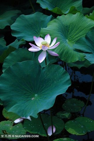 唯美高清荷花图片