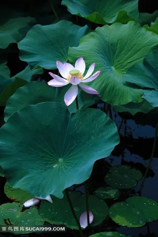 唯美高清荷花图片