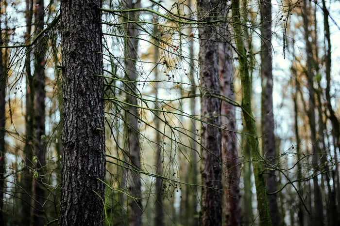 高清树木树林