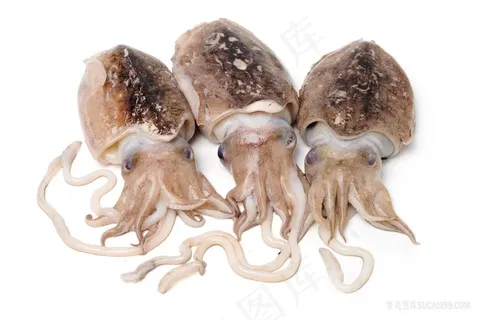 海洋生物乌贼图片海洋生物