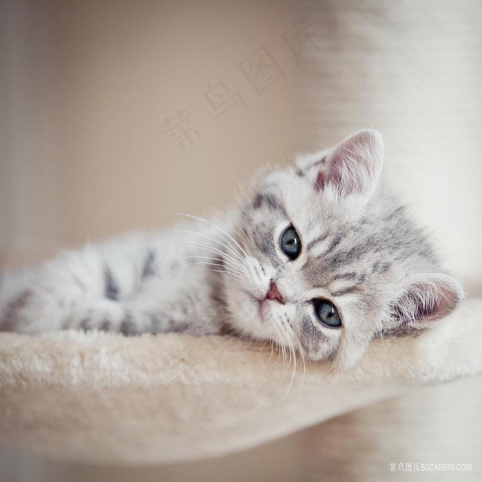 萌宠小猫咪图片素材