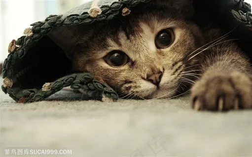 望着镜头的可爱小猫咪 望着镜头的可爱小猫咪