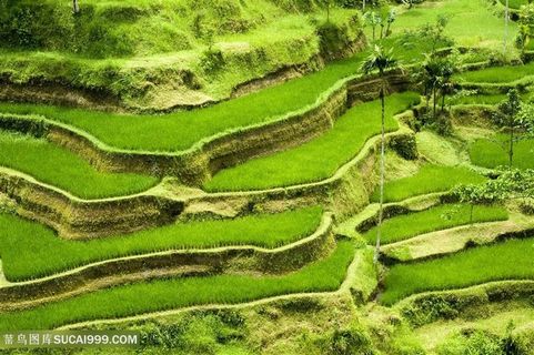 高清美丽的梯田景色图片
