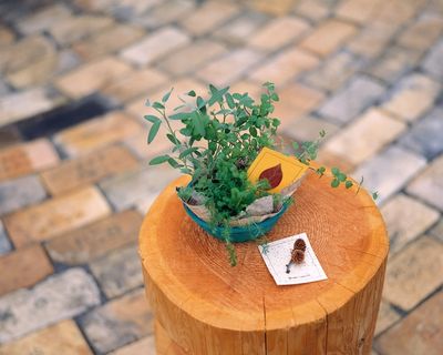 盆景造型之六 盆景造型之六