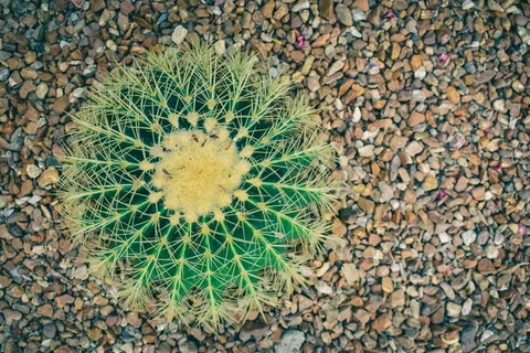 绿色仙人掌仙人球摄影素材