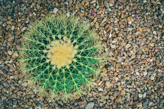 绿色仙人掌仙人球摄影素材