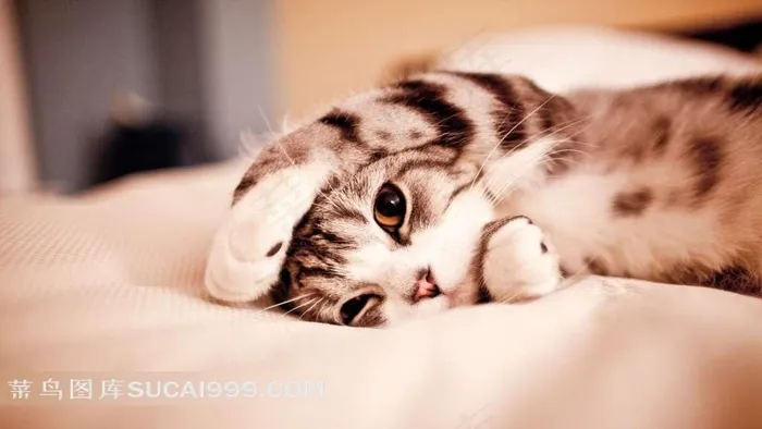 躺在床上的猫