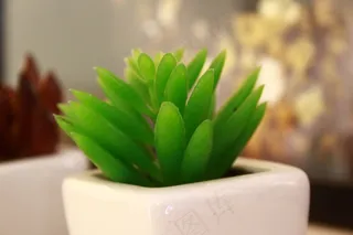 绿色植物盆栽特写图片