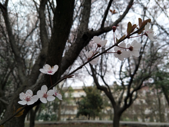 可爱的樱花