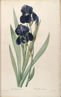 雷杜德原版高清兰花花束唯美花草图谱 雷杜德原版高清兰花花束唯美花草图谱