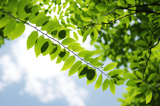 蓝天白云阳光下的绿叶植物树枝摄影图