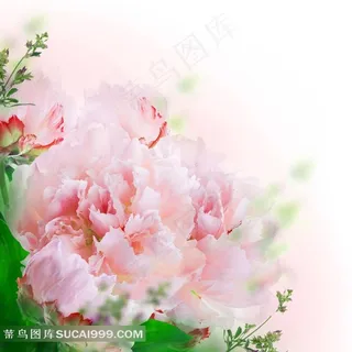 淡雅粉色康乃馨图片 淡雅粉色康乃馨图片