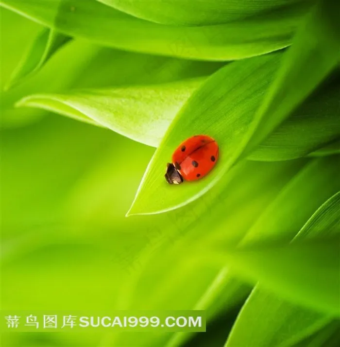 绿叶和飘虫图片下载素材
