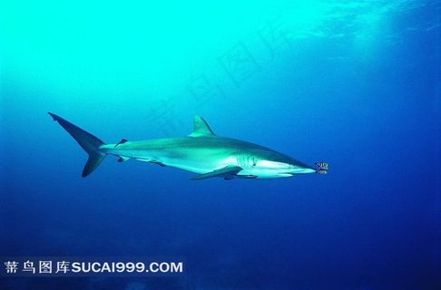 海洋生物鲨鱼摄影