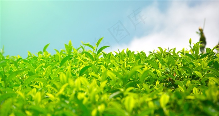 茶园茶叶景色