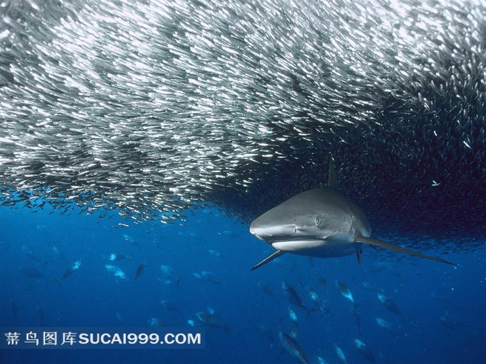 海底群鱼鲨鱼素材