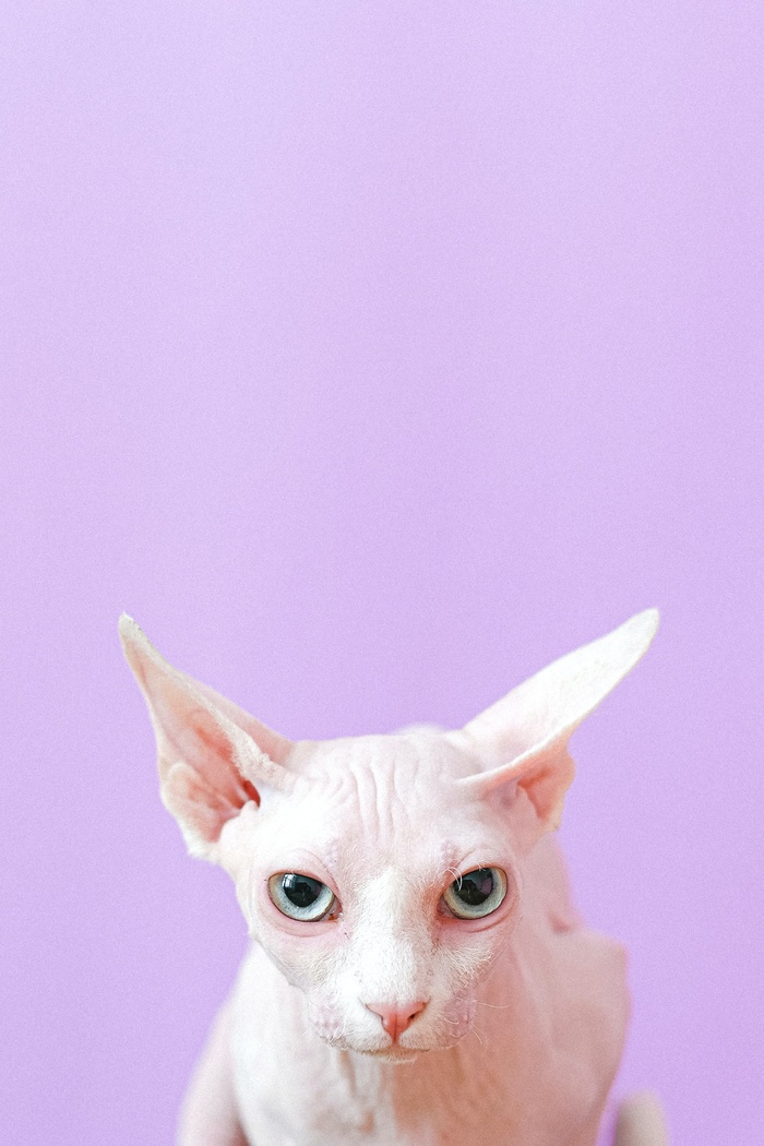 可爱猫咪猫猫摄影素材