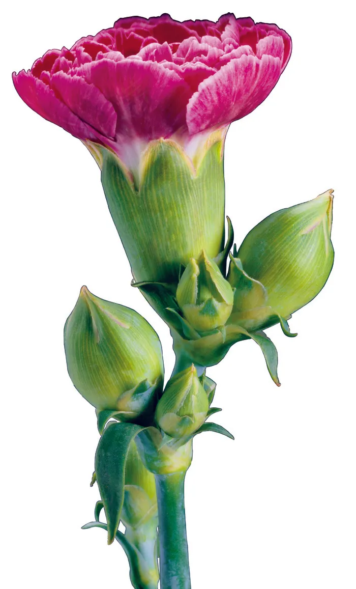 一支康乃馨图片下载