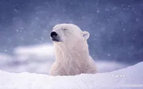 动物，北极熊高清壁纸海洋生物
