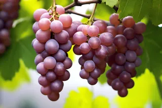 葡萄藤挂着的紫红葡萄提子摄影图