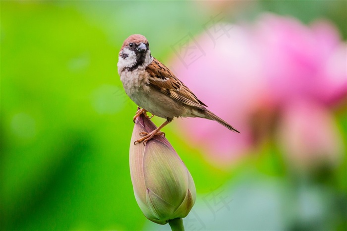 麻雀踏在枝头的荷花