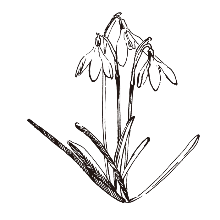 线条草本花卉手绘植物-雪花莲