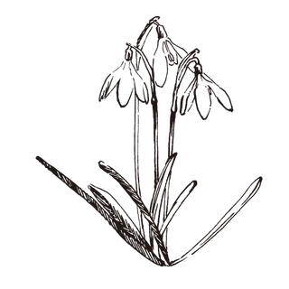 线条草本花卉手绘植物-雪花莲 线条草本花卉手绘植物-雪花莲