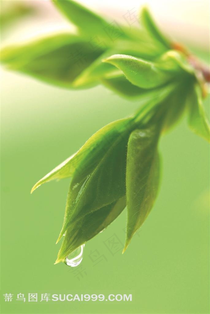 风雨洗礼后的新生嫩芽