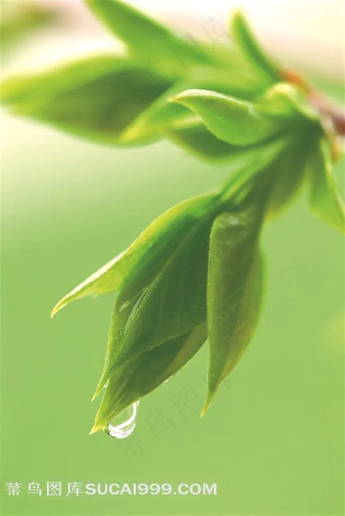 风雨洗礼后的新生嫩芽