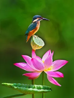 荷塘翠鸟摄影图片素材 荷塘翠鸟摄影图片素材