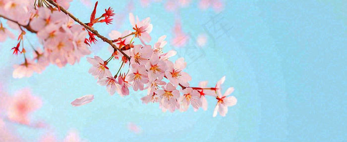 唯美粉色樱花花瓣春天浪漫梦幻蓝色，春分惊蛰摄影图(1712x704)