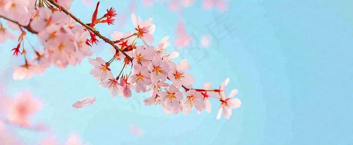 唯美粉色樱花花瓣春天浪漫梦幻蓝色，春分惊蛰摄影图(1712x704)