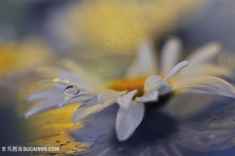 唯美雏菊鲜花图片