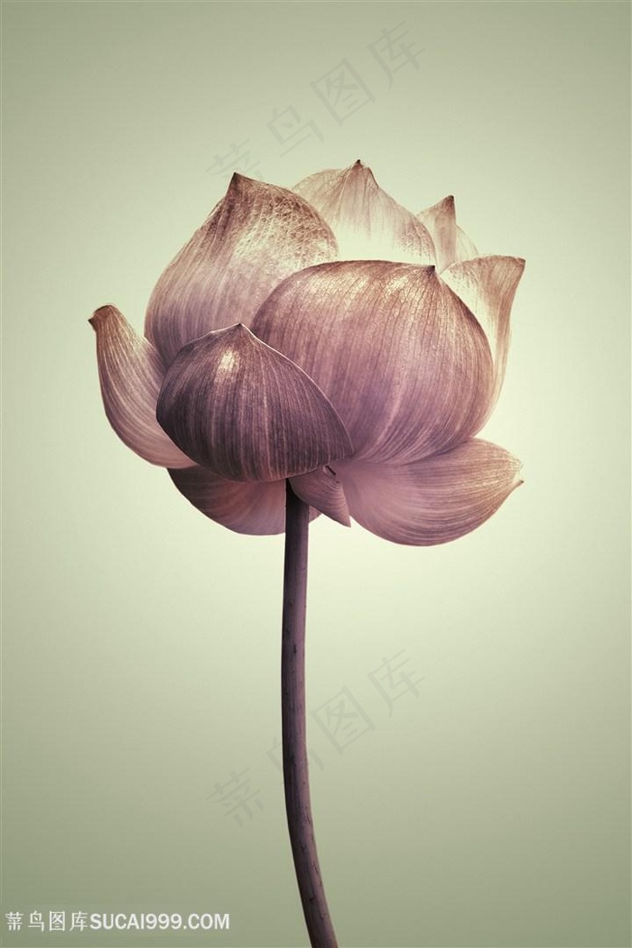 荷韵唯美莲花花瓣装饰画