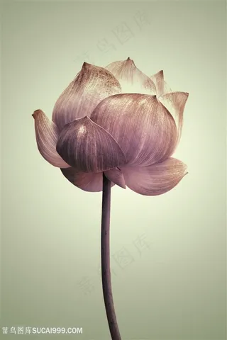 荷韵唯美莲花花瓣装饰画