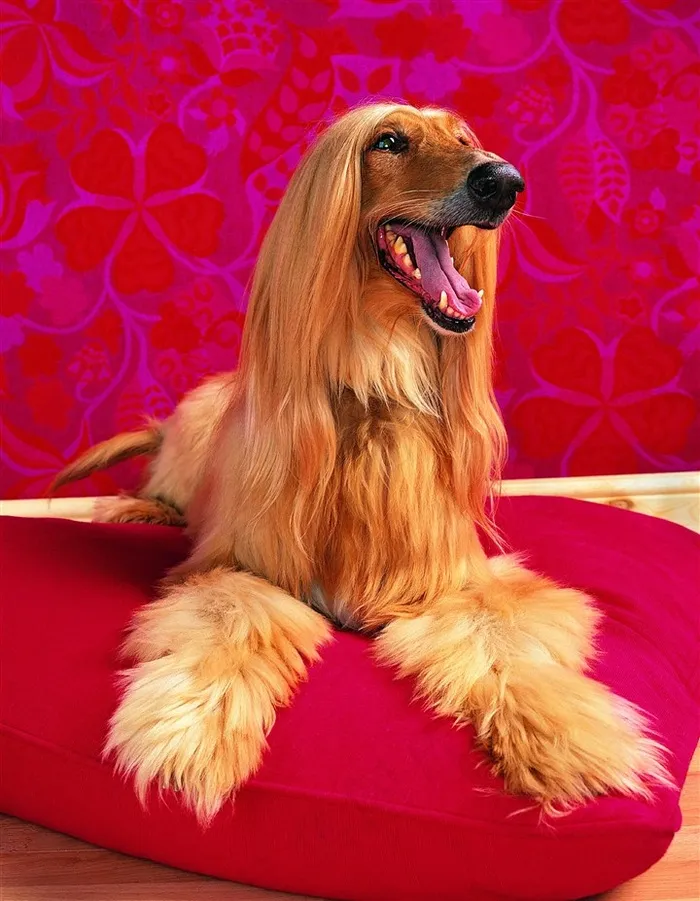 趴着的阿富汗猎犬狗狗图片
