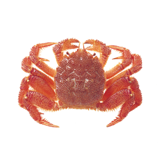 螃蟹(30)海鲜超市商品红酒白底图免抠实物摄影png格式图片透明底