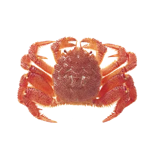 螃蟹(30)海鲜超市商品红酒白底图免抠实物摄影png格式图片透明底